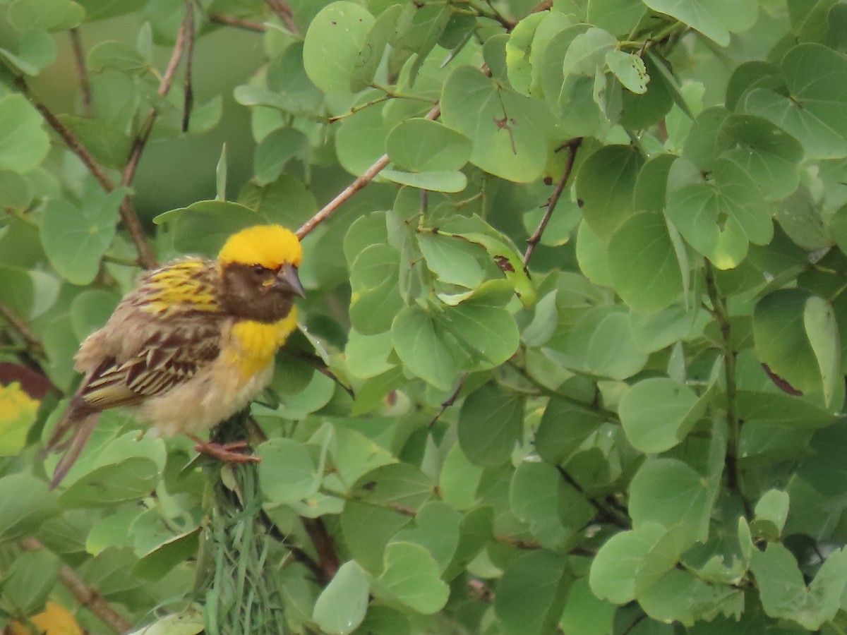 Baya Weaver - ML622118320