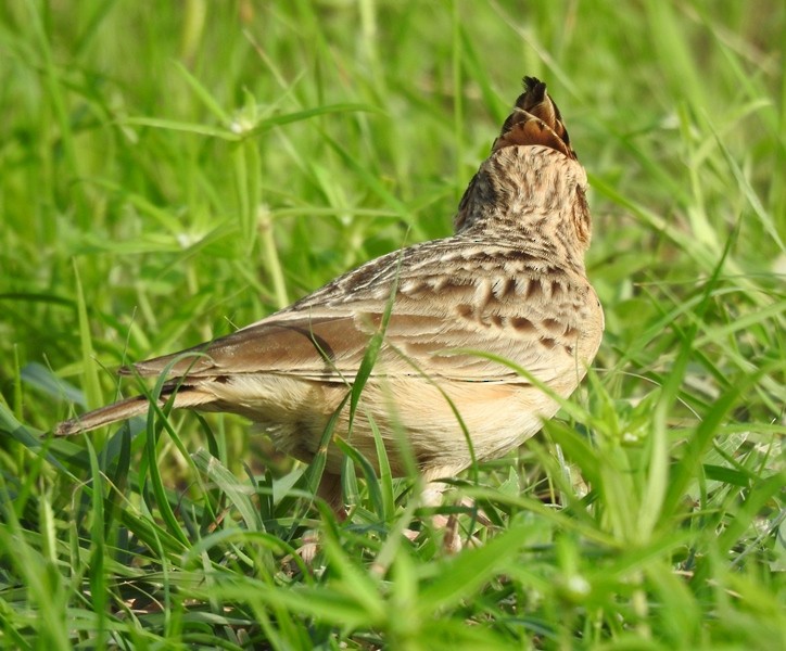 Tawny Lark - ML622118321