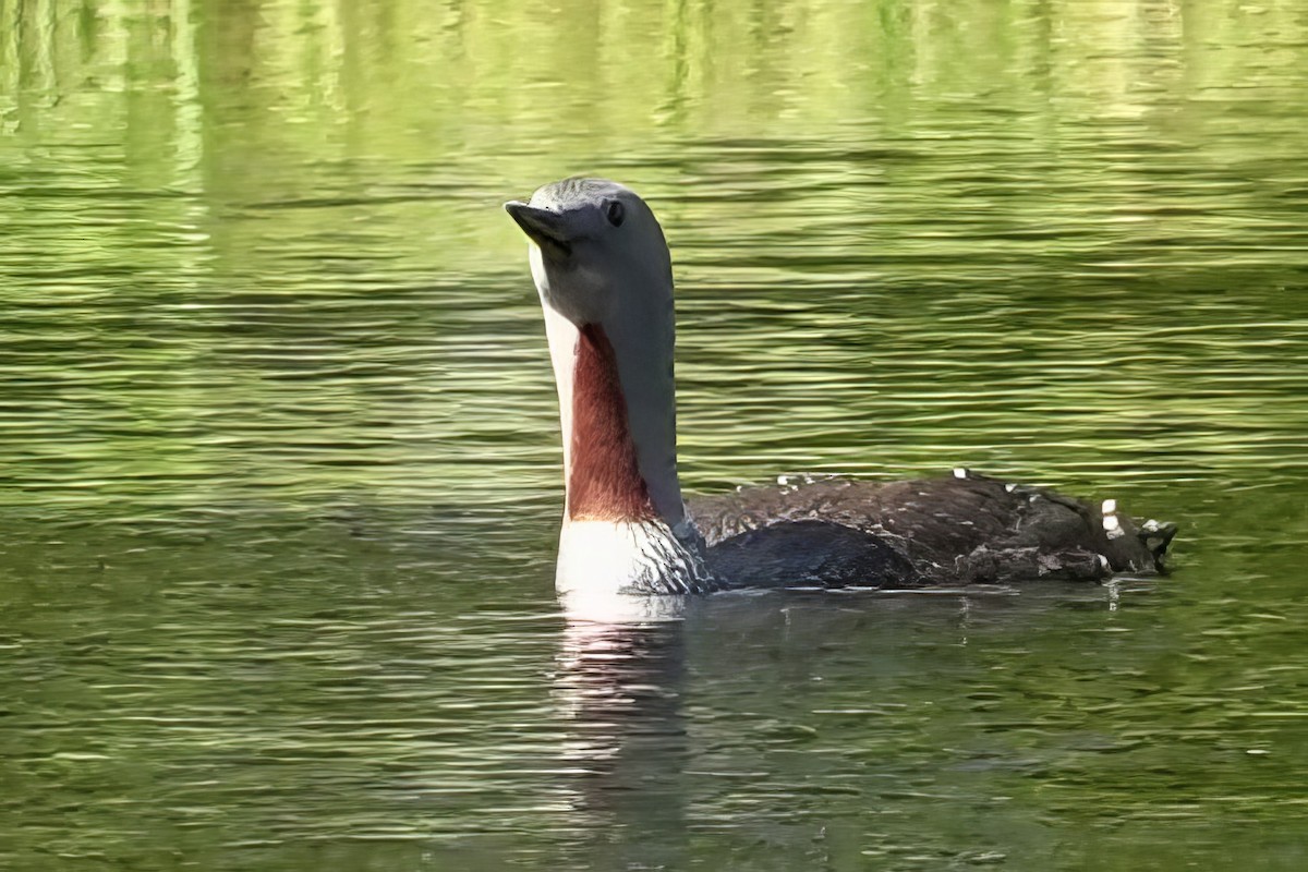 Red-throated Loon - ML622118322