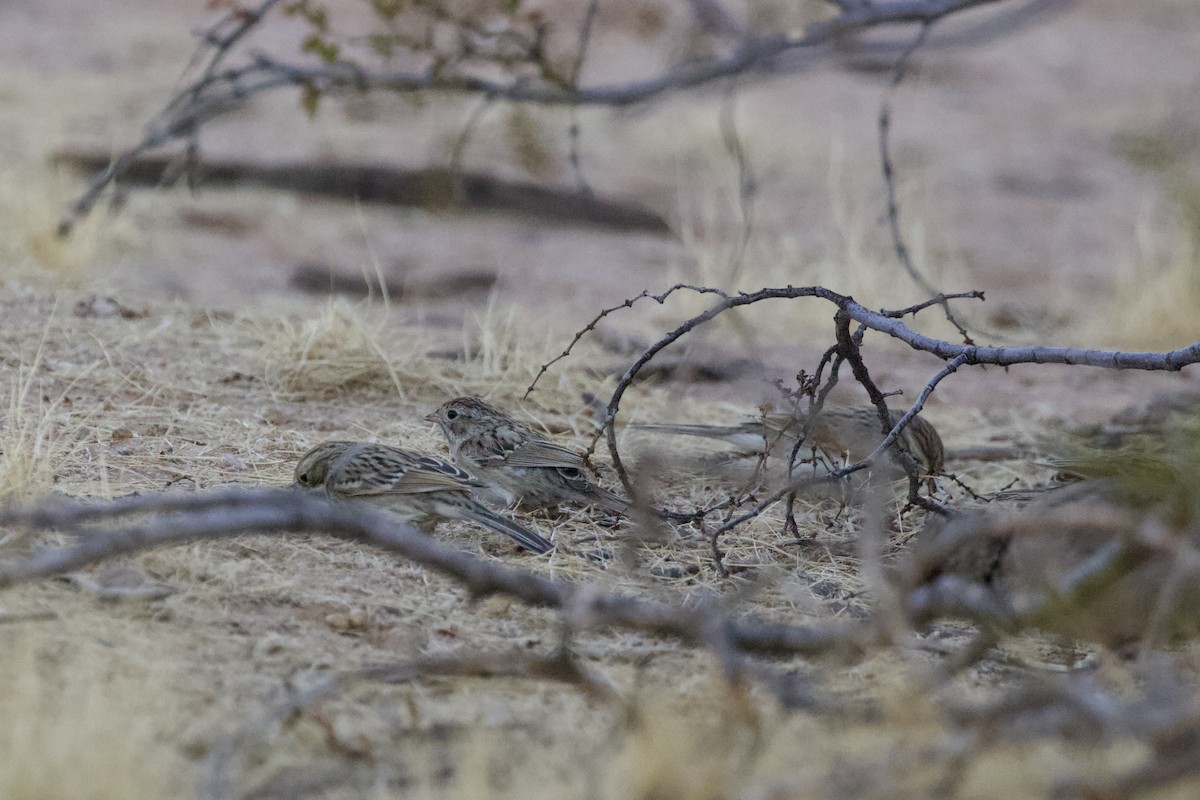 Brewer's Sparrow - ML622118323