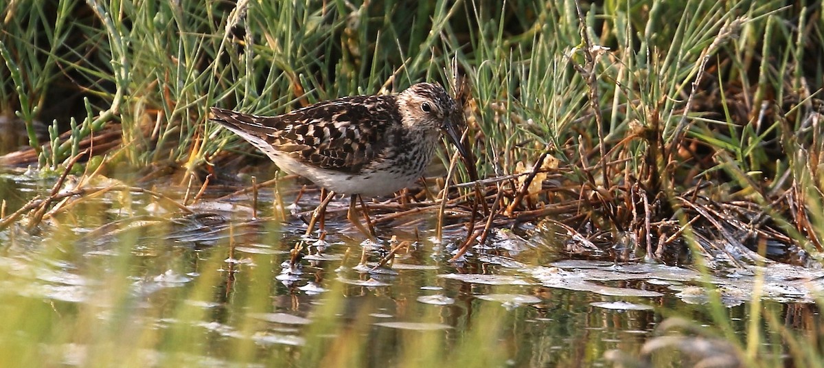 Least Sandpiper - ML622118326