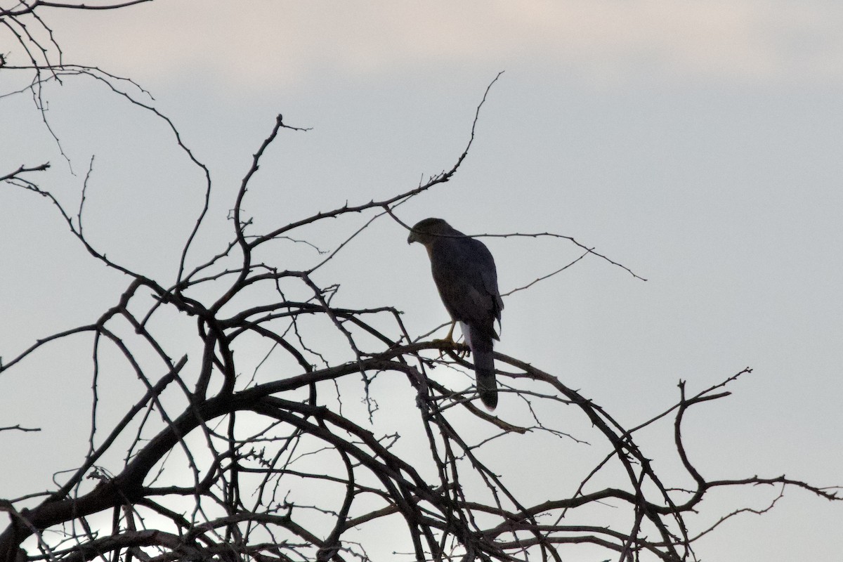 Cooper's Hawk - ML622118327