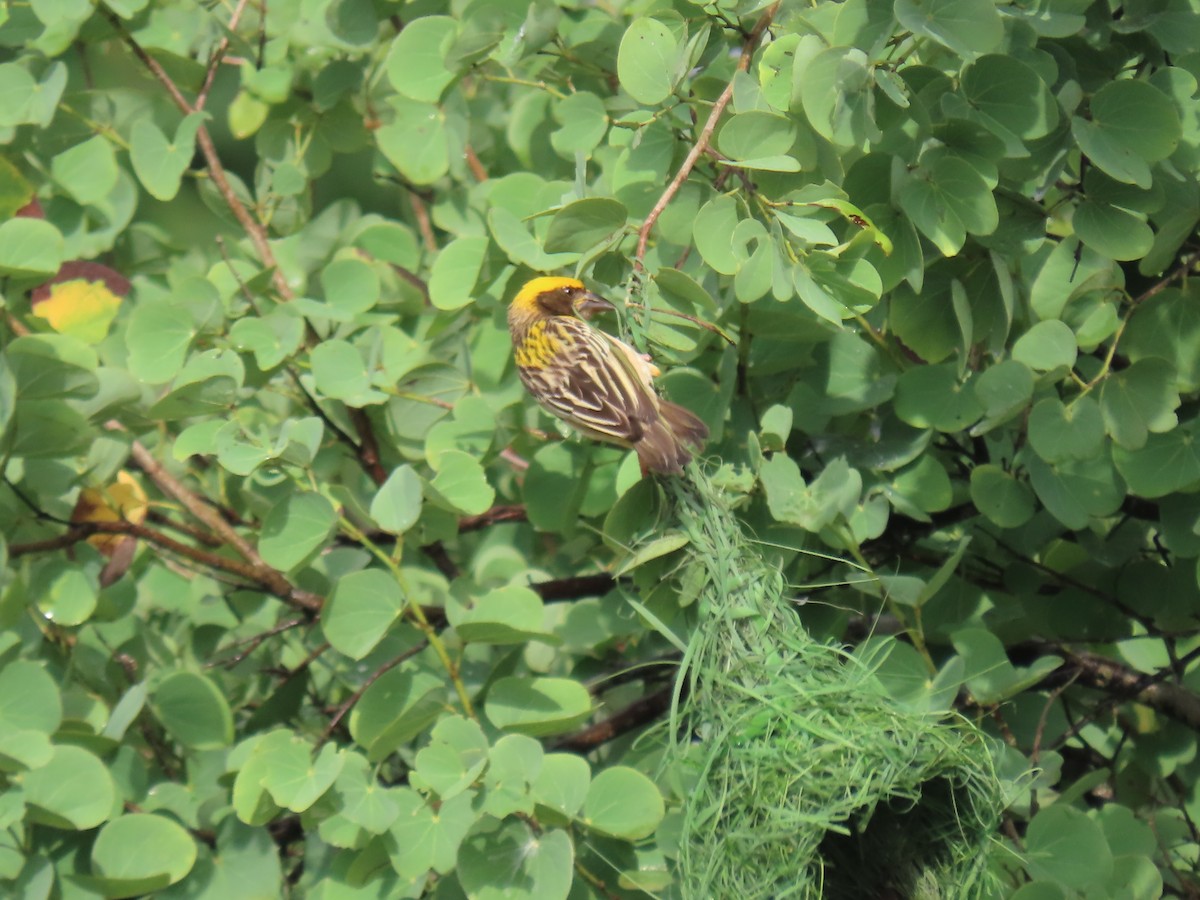 Baya Weaver - ML622118328