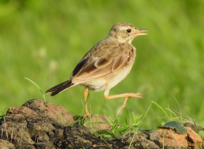 Paddyfield Pipit - shantilal  Varu