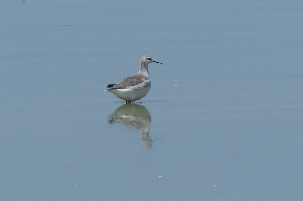 Wilson's Phalarope - ML622118331