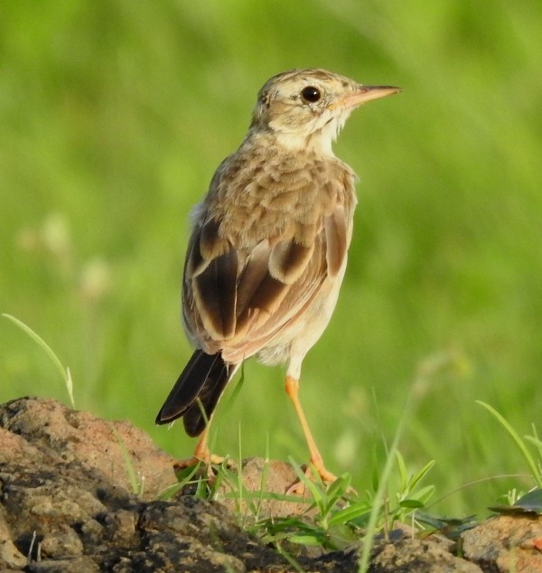 Paddyfield Pipit - shantilal  Varu