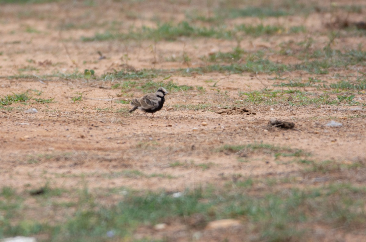 Ashy-crowned Sparrow-Lark - ML622118335