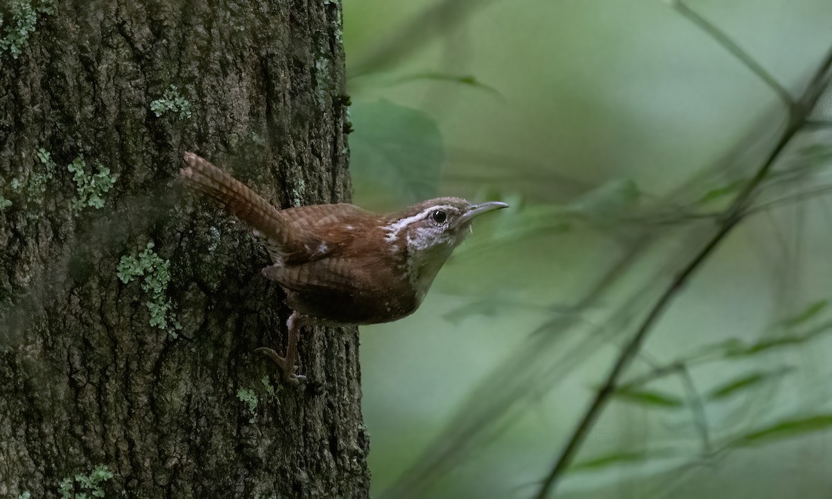 Carolina Wren - ML622118342