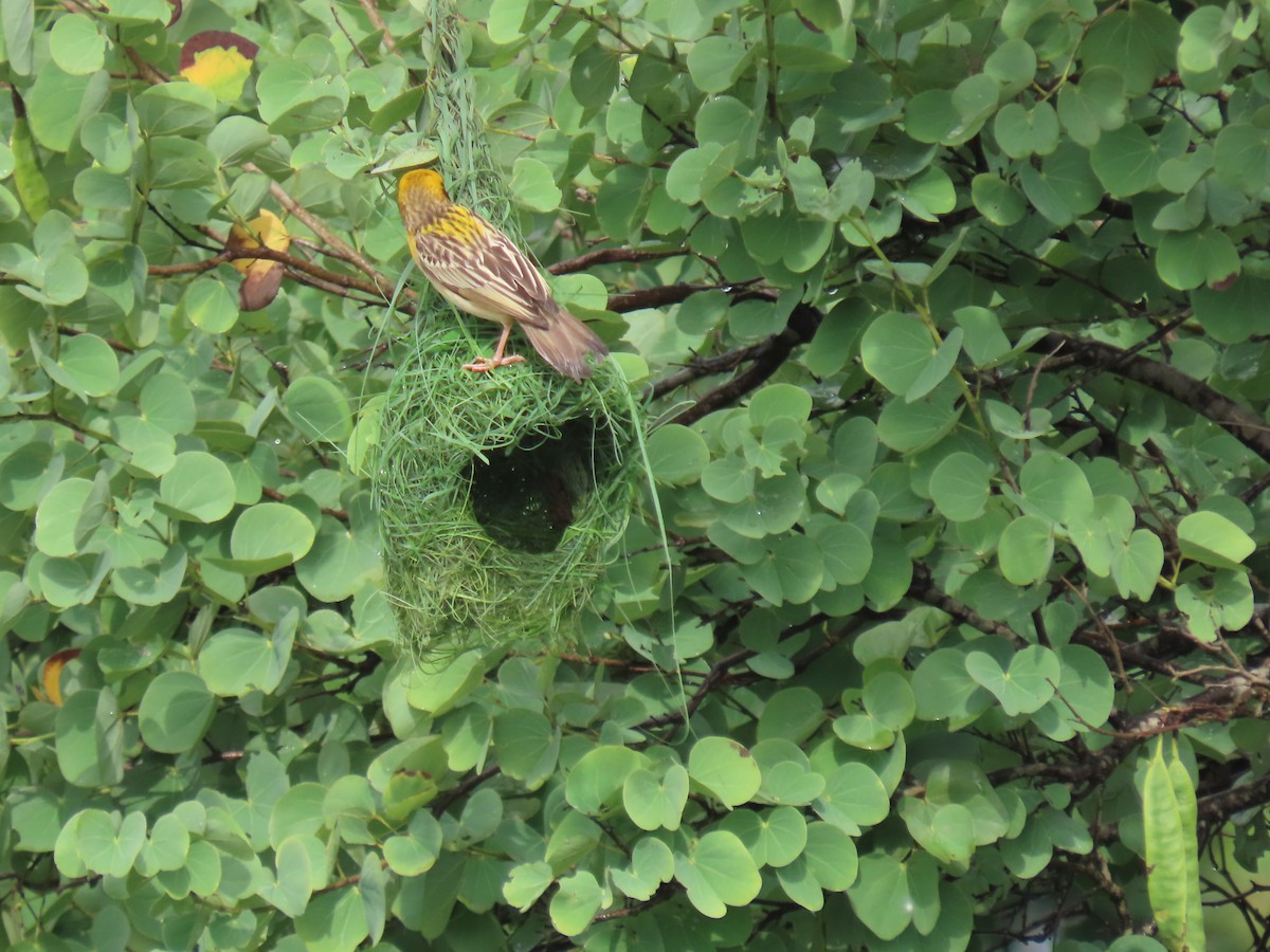 Baya Weaver - ML622118343