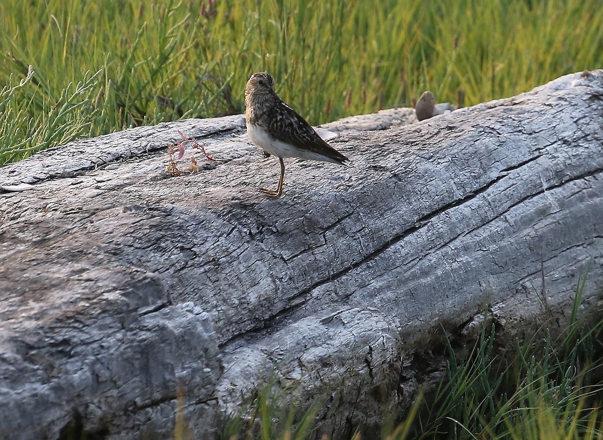 Least Sandpiper - ML622118345