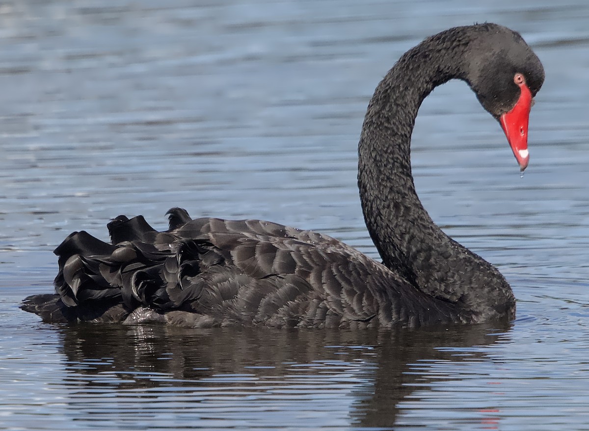 Cisne Negro - ML622118346