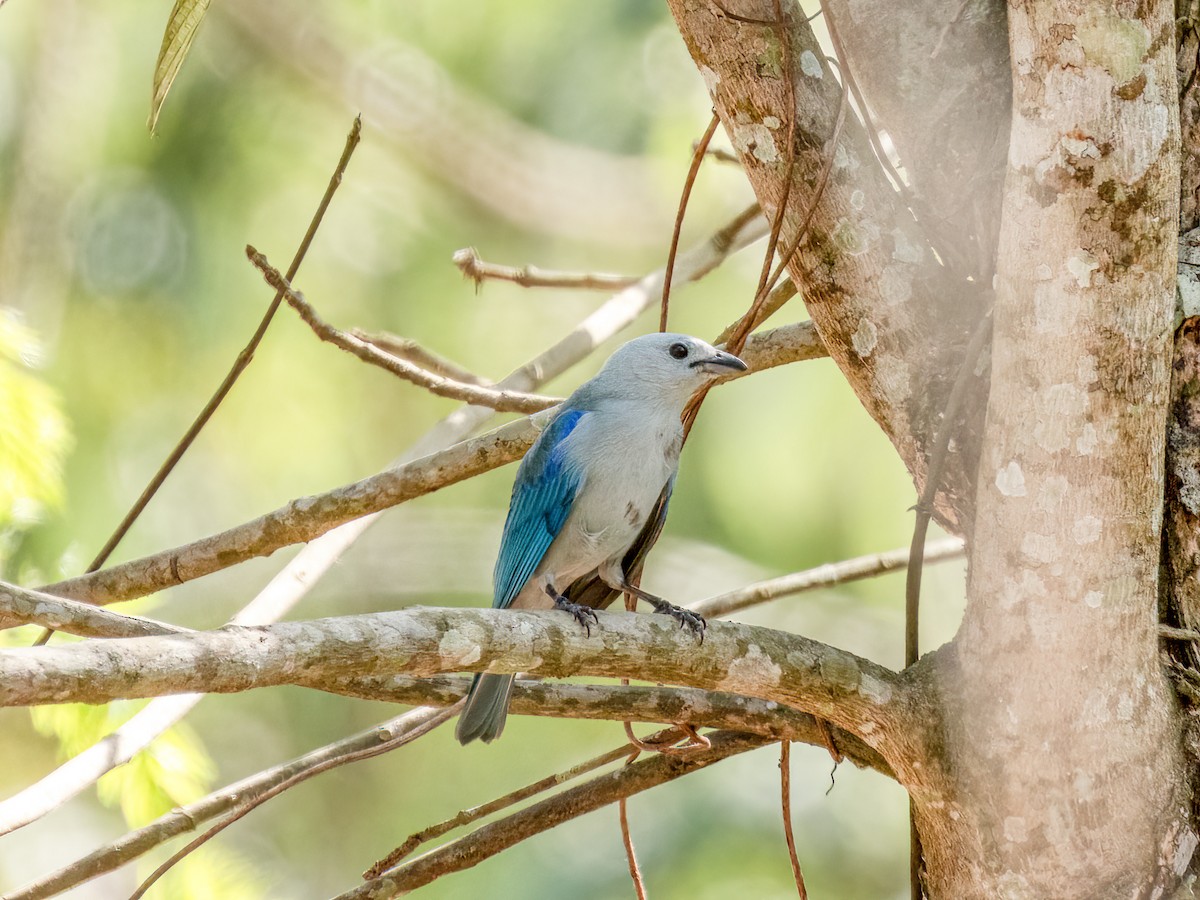 Blue-gray Tanager - ML622118347
