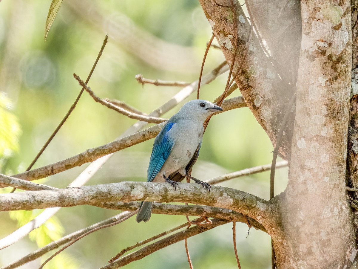 Blue-gray Tanager - Jason Alexander