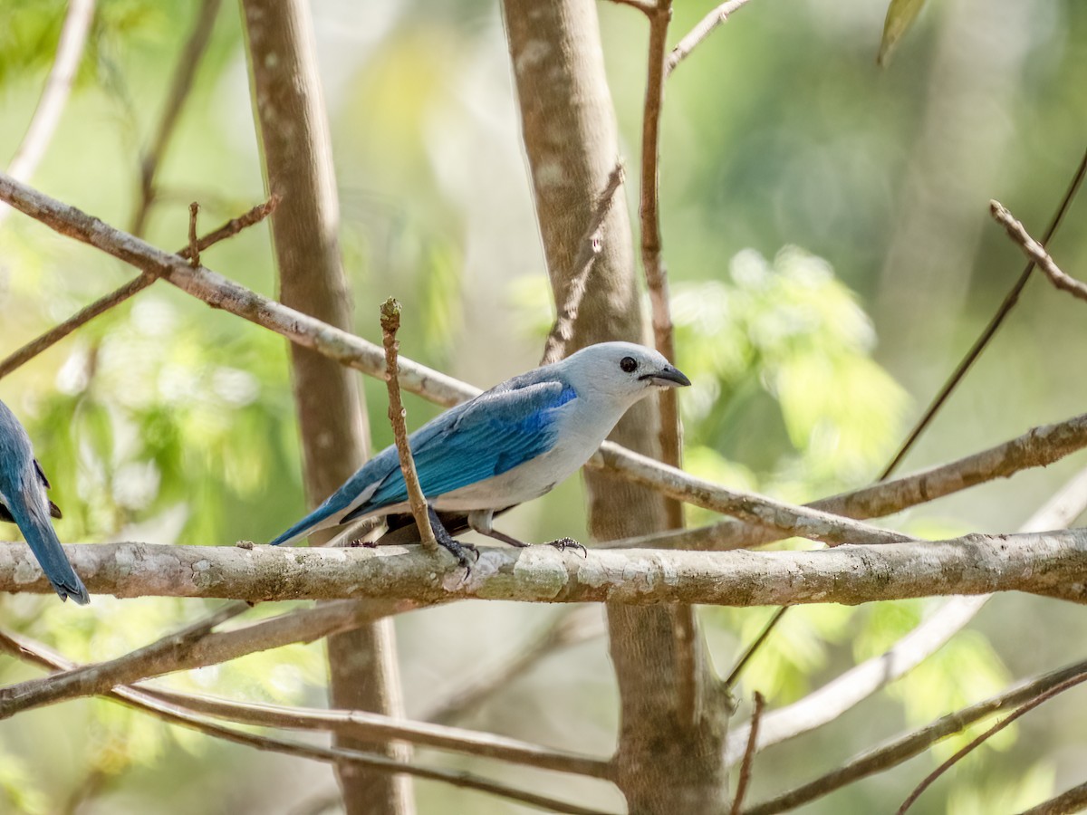 Blue-gray Tanager - ML622118348