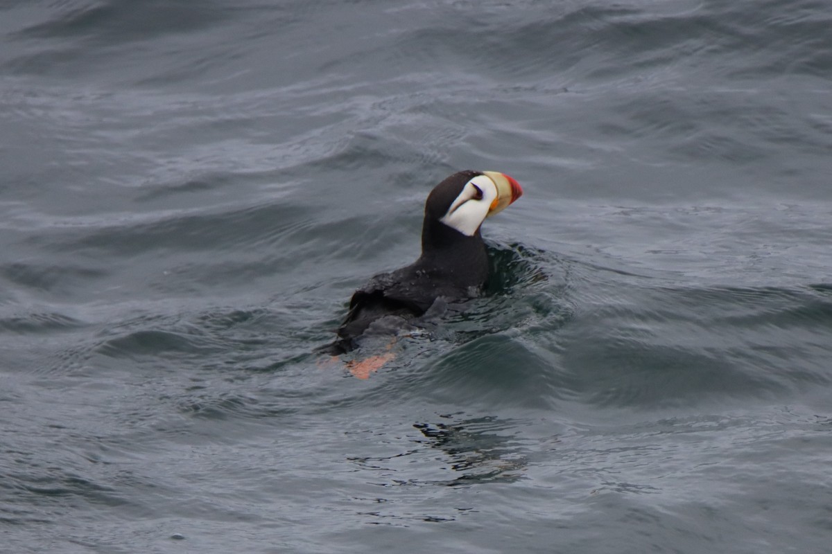 Horned Puffin - ML622118349