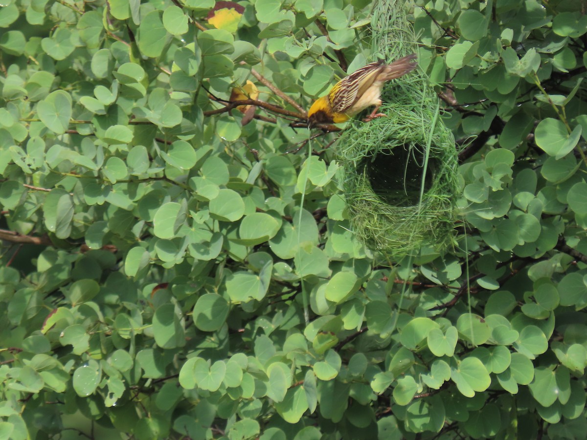 Baya Weaver - ML622118350