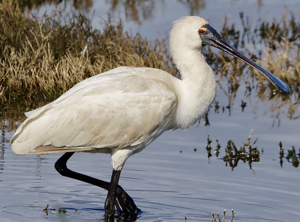 Royal Spoonbill - ML622118351