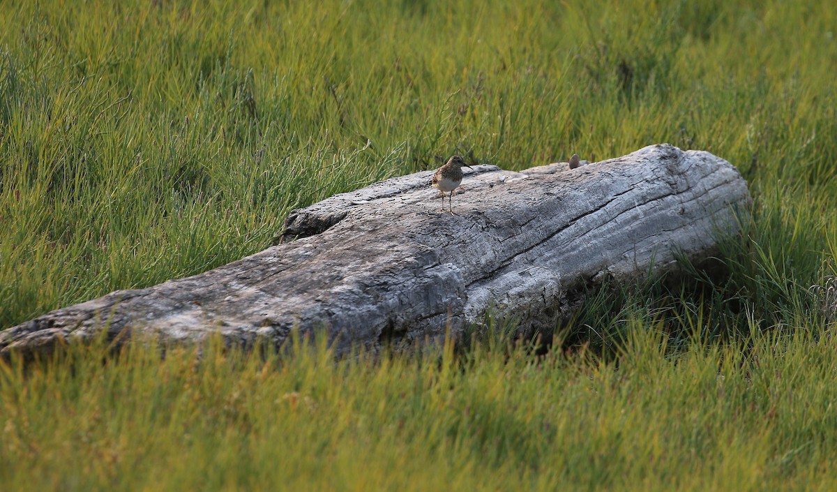 Least Sandpiper - ML622118352