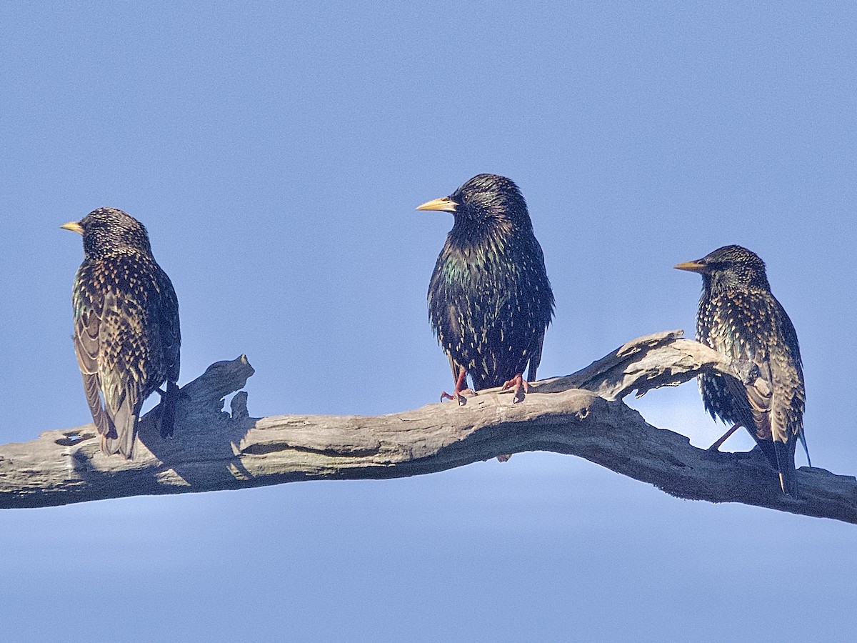 European Starling - ML622118355