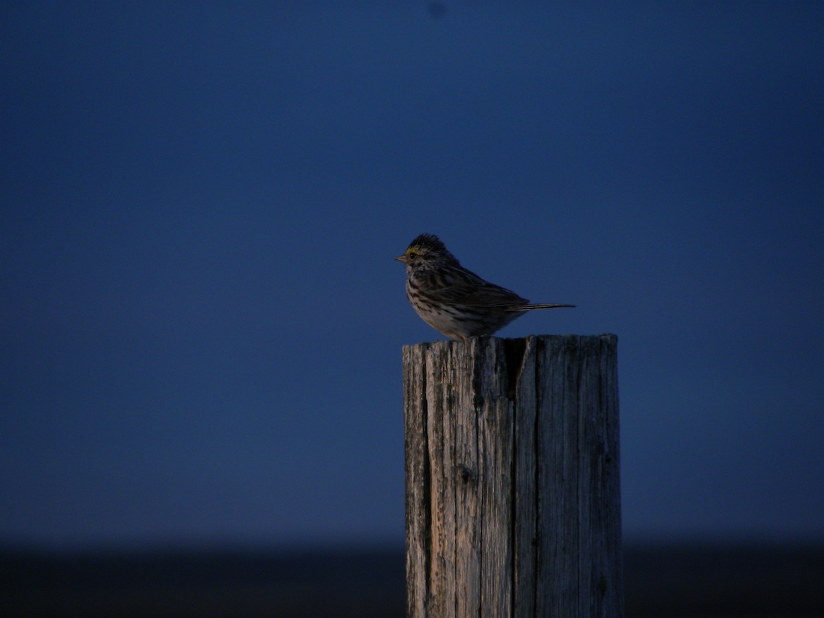 Savannah Sparrow - ML622118356