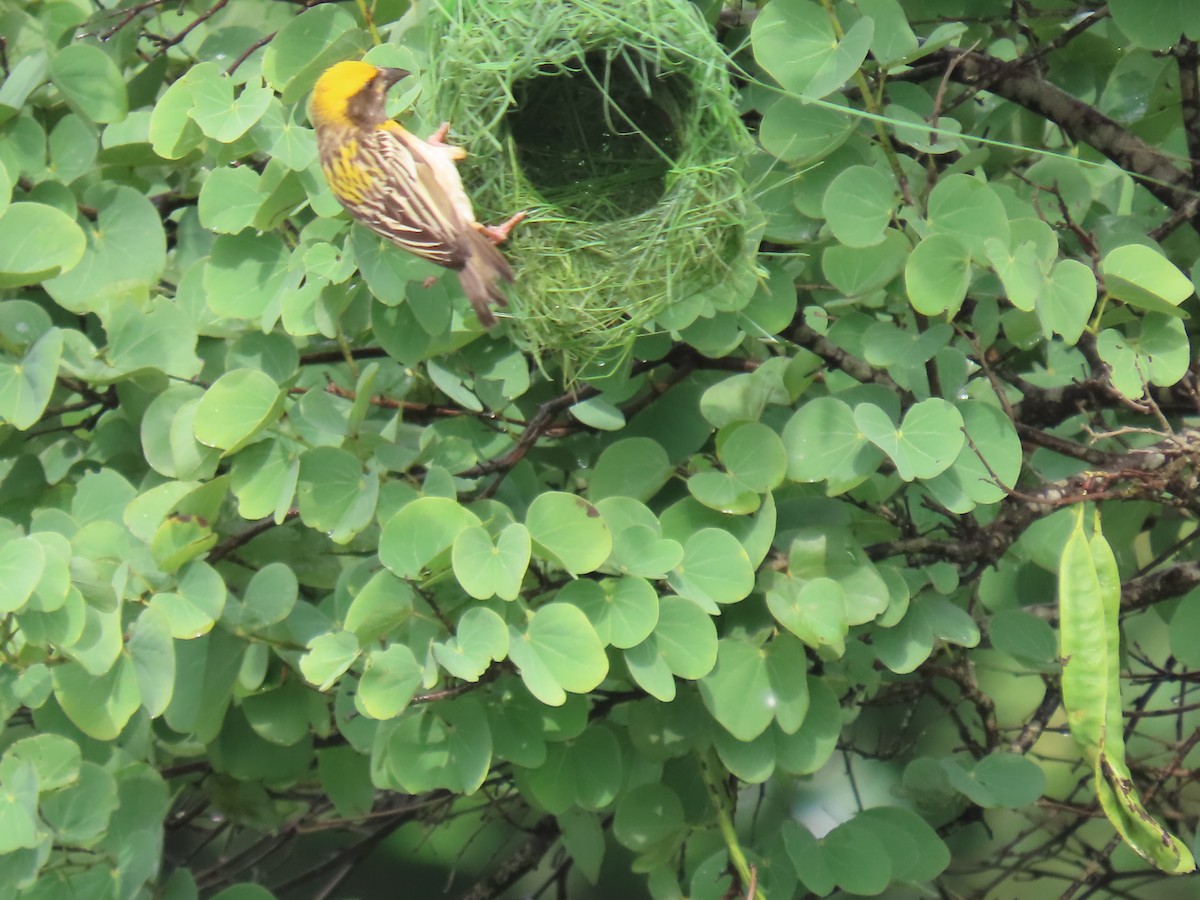 Baya Weaver - Narender cv