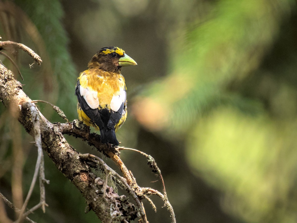 Evening Grosbeak - ML622118358