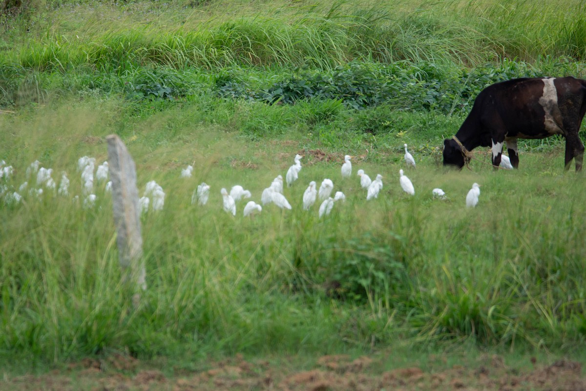 Eastern Cattle Egret - ML622118359