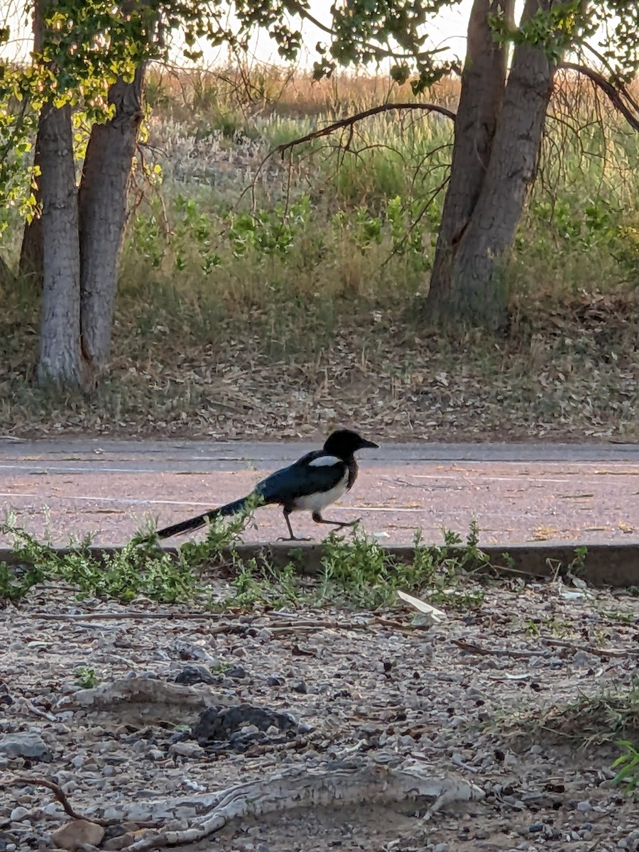 Black-billed Magpie - ML622118360