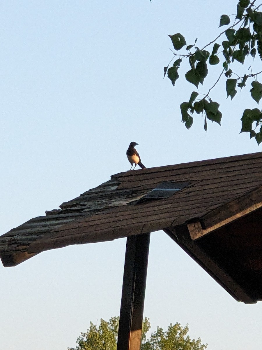 Black-billed Magpie - ML622118362