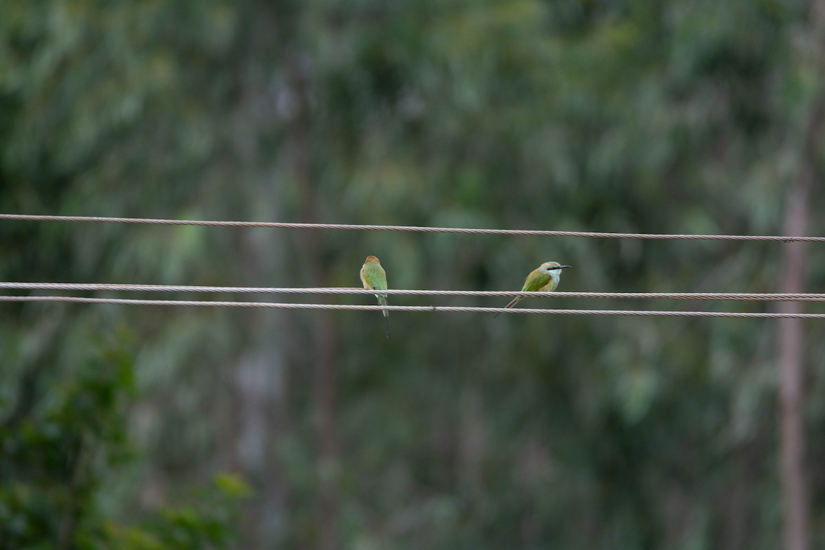 Asian Green Bee-eater - ML622118364