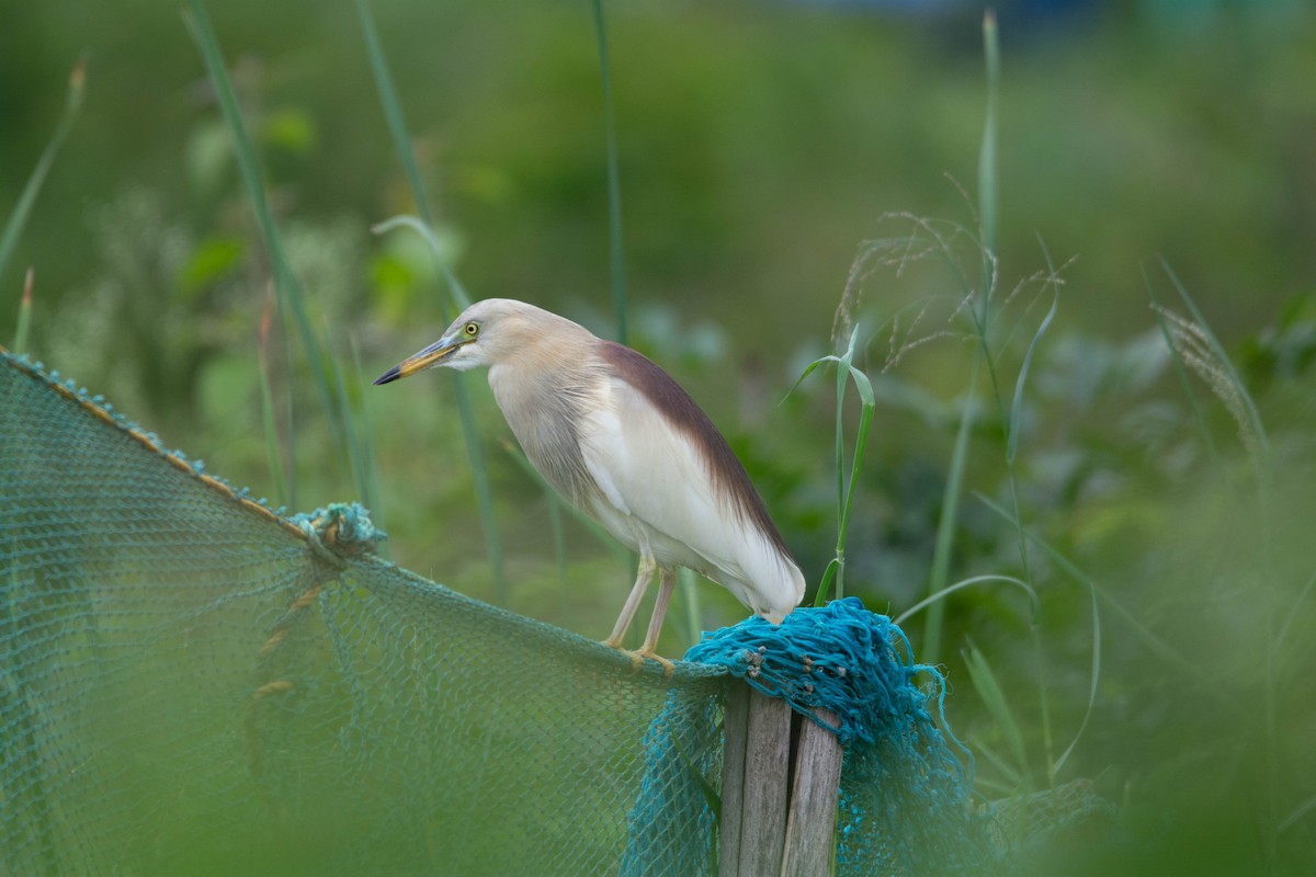 Indian Pond-Heron - ML622118365