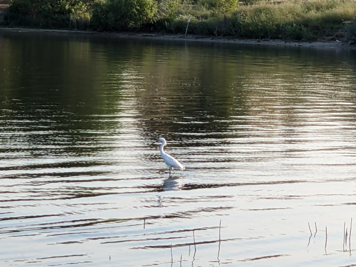 Snowy Egret - ML622118366