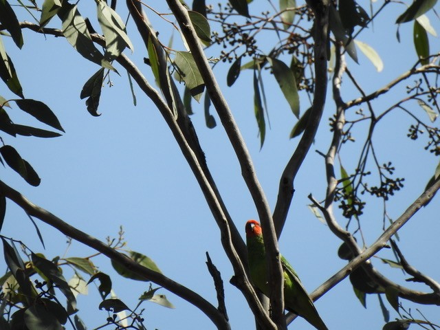 Little Lorikeet - ML622118367