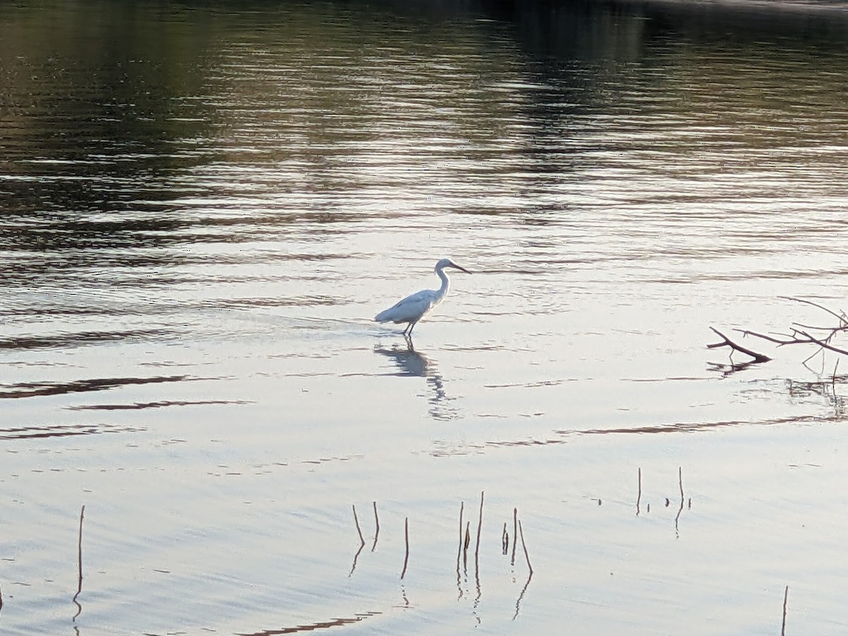 Snowy Egret - ML622118368