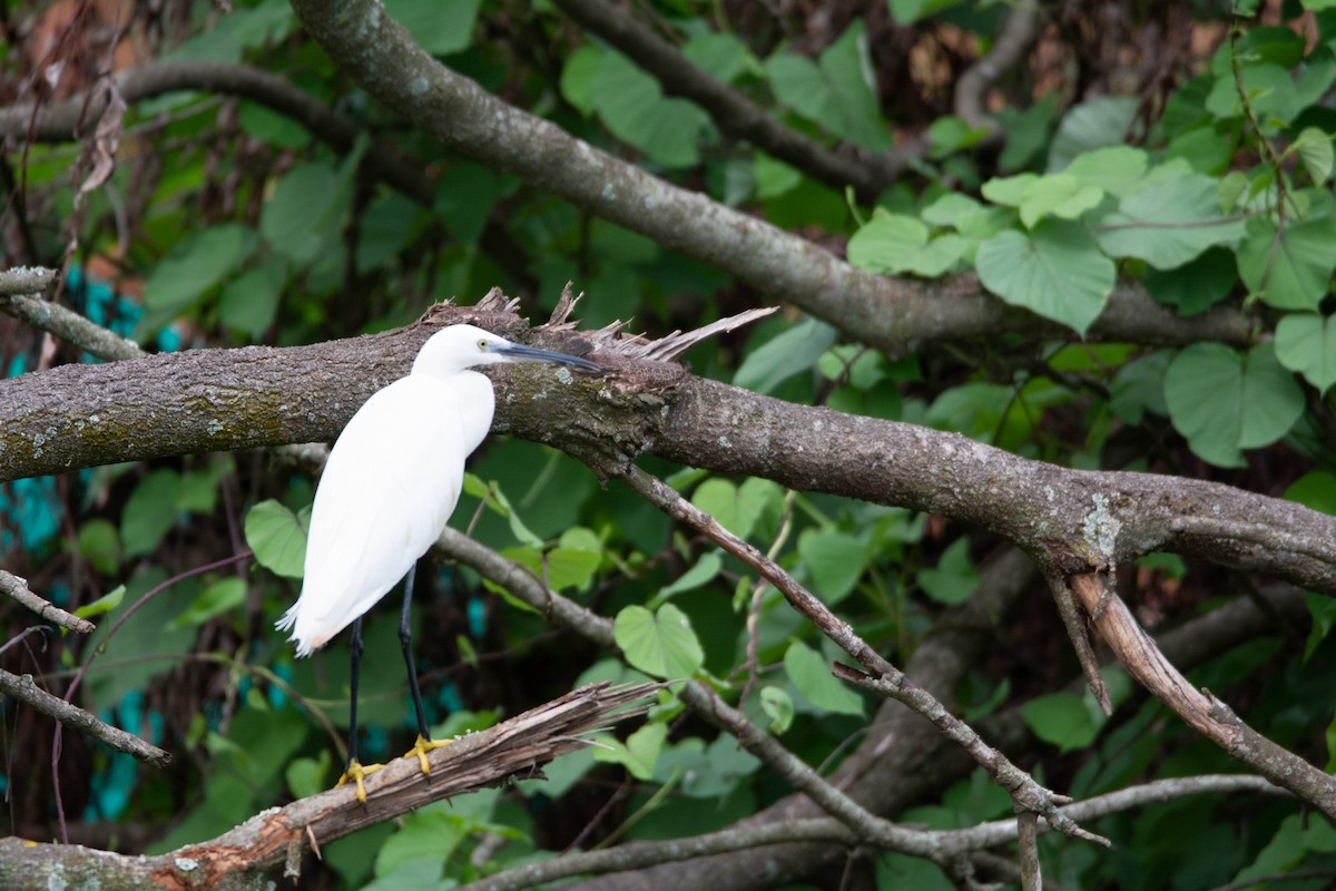 Little Egret - ML622118369