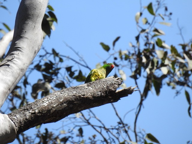 Scaly-breasted Lorikeet - ML622118370