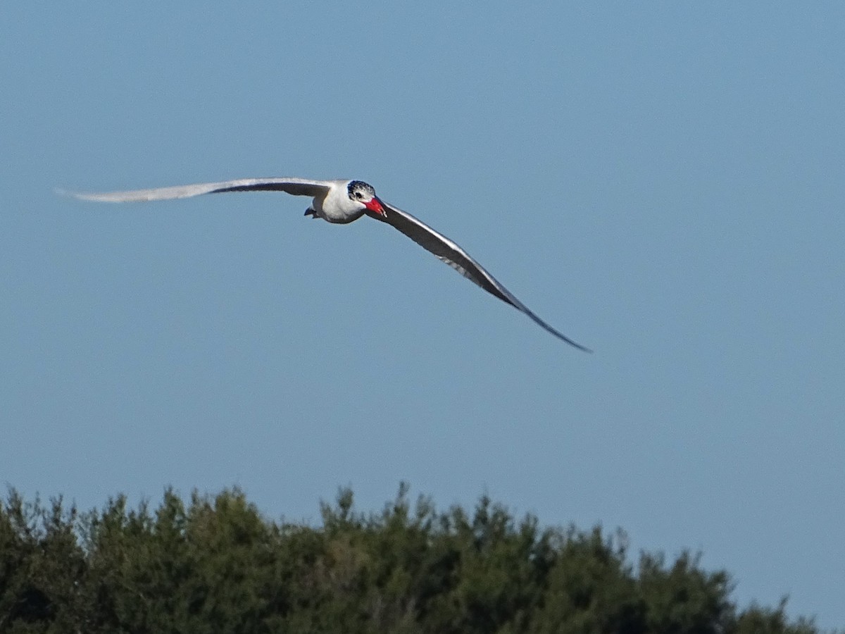 Caspian Tern - Richard Murray