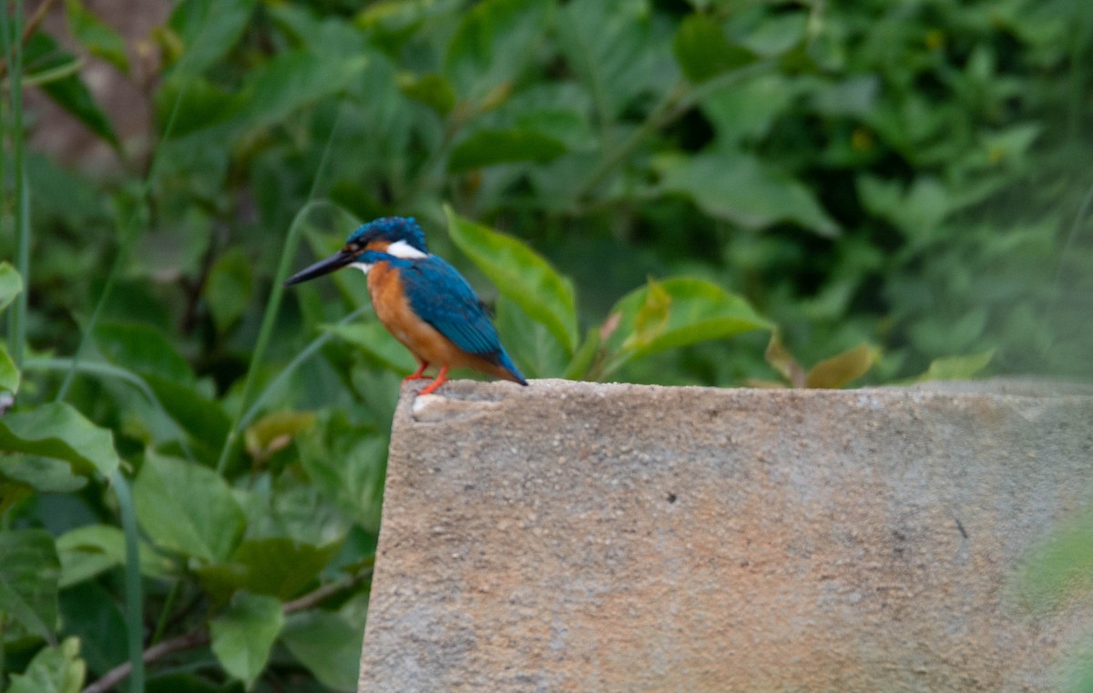 Common Kingfisher - ML622118372