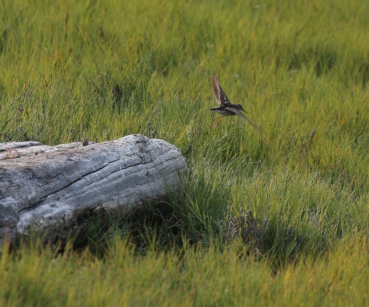 Least Sandpiper - ML622118379