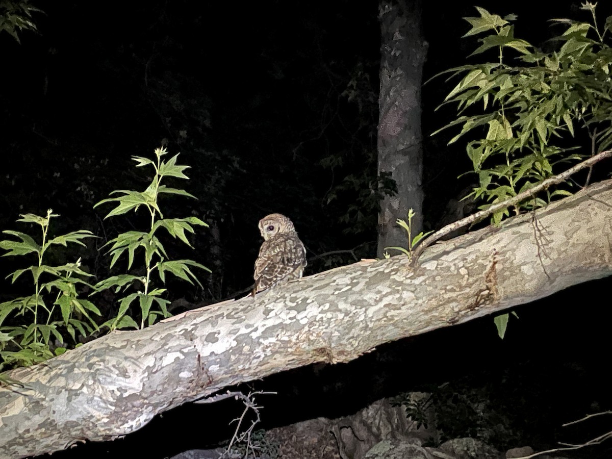 Spotted Owl (Mexican) - Ryan O'Donnell