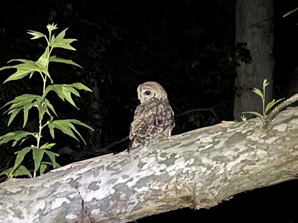 Spotted Owl (Mexican) - ML622118392