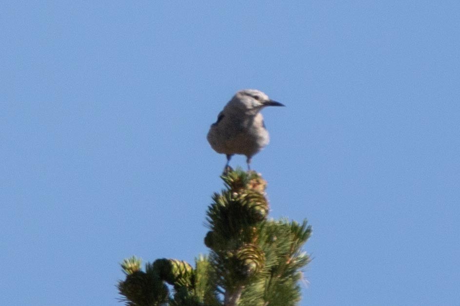 Clark's Nutcracker - ML622118393