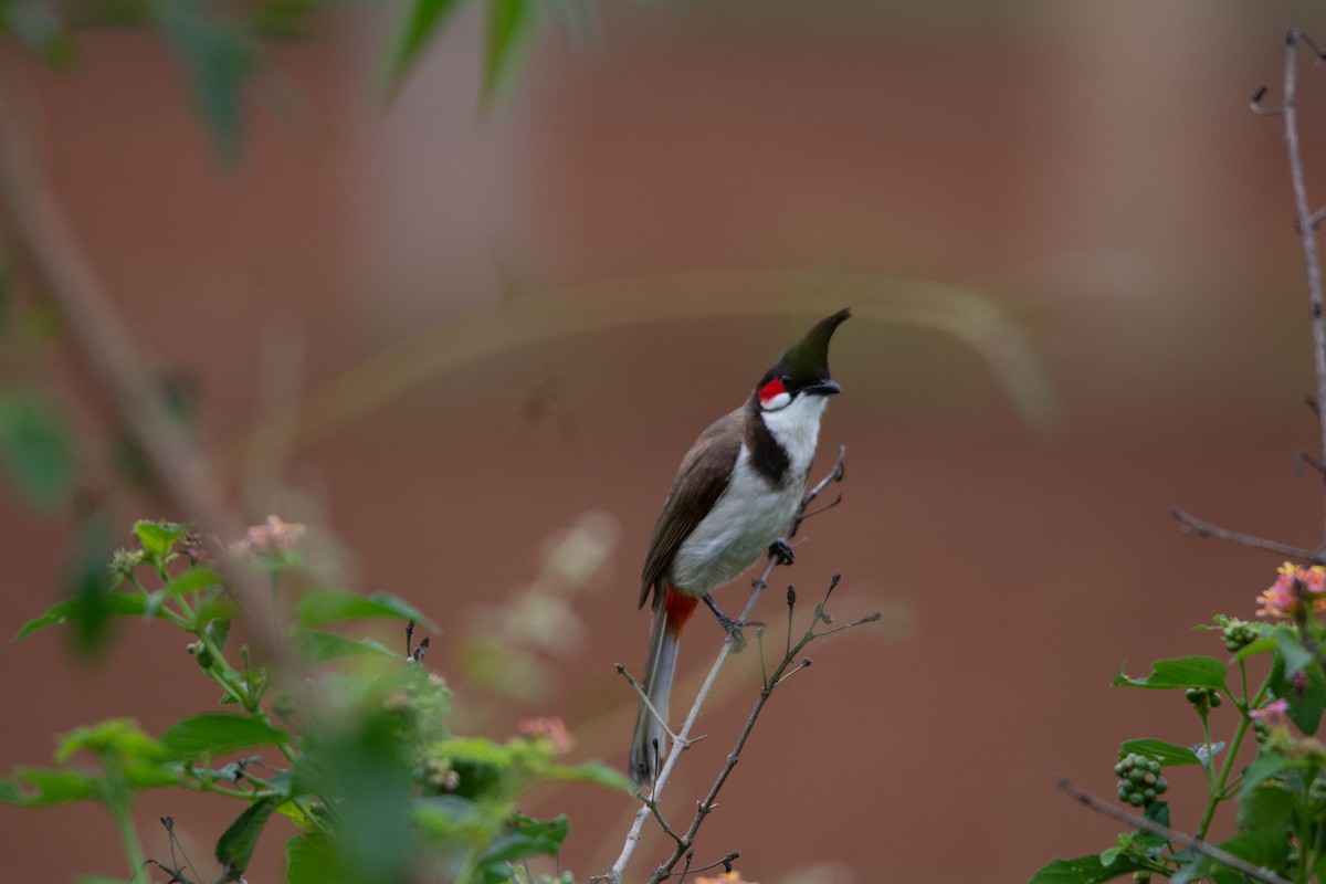 Red-whiskered Bulbul - ML622118394