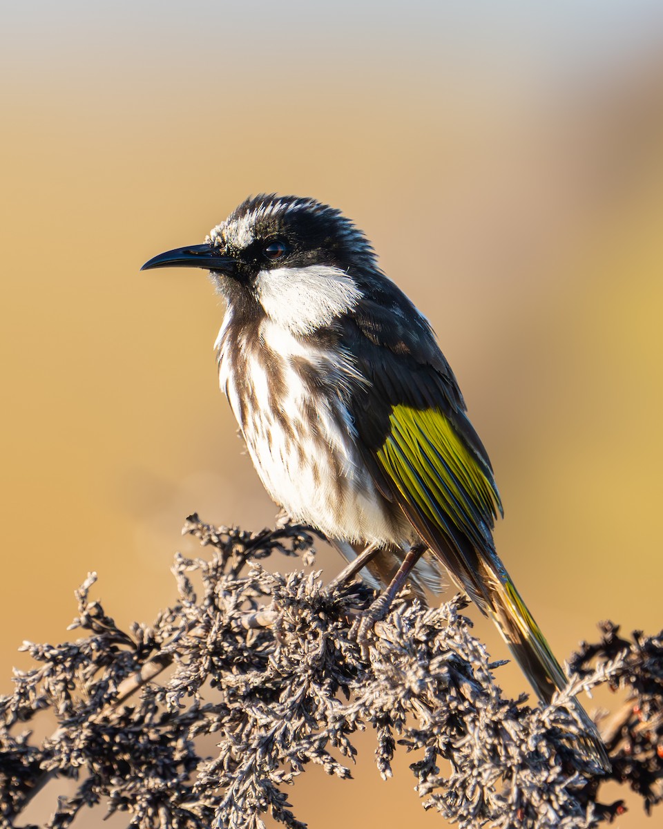 White-cheeked Honeyeater - ML622118395