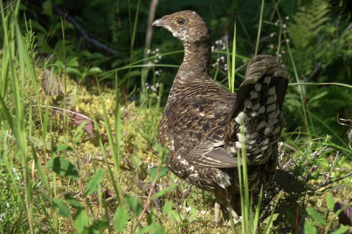 Sooty Grouse - ML622118396