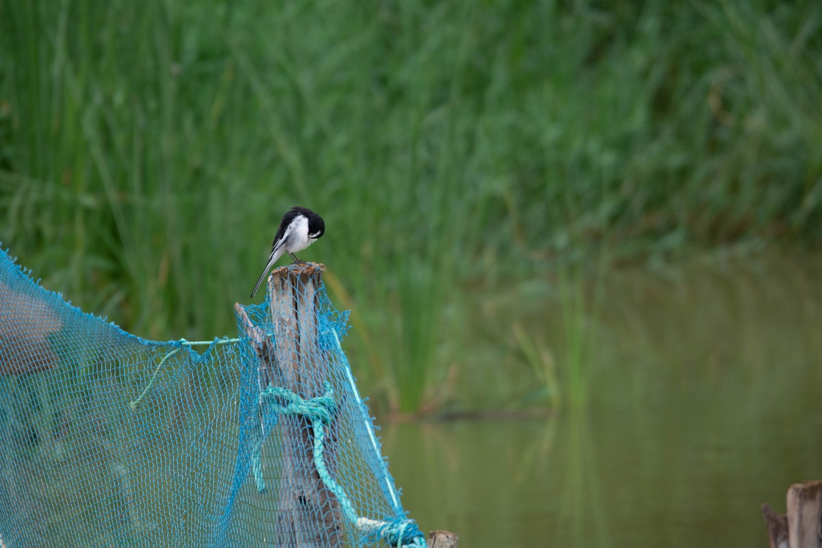 White-browed Wagtail - ML622118397