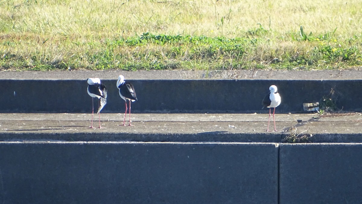 Pied Stilt - ML622118398