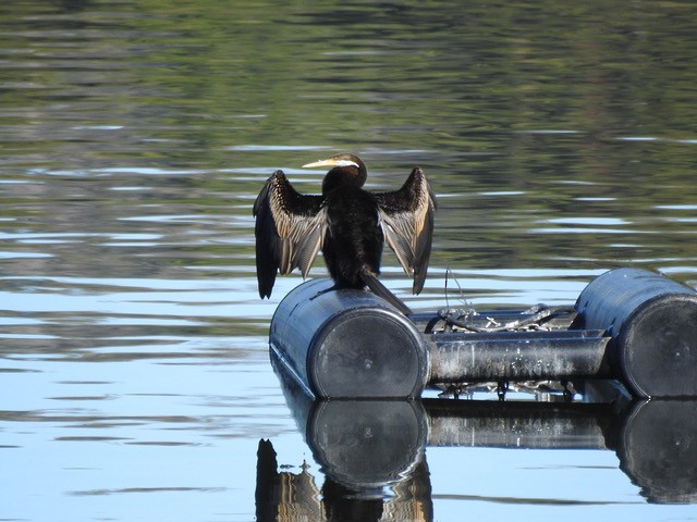 Australasian Darter - ML622118399