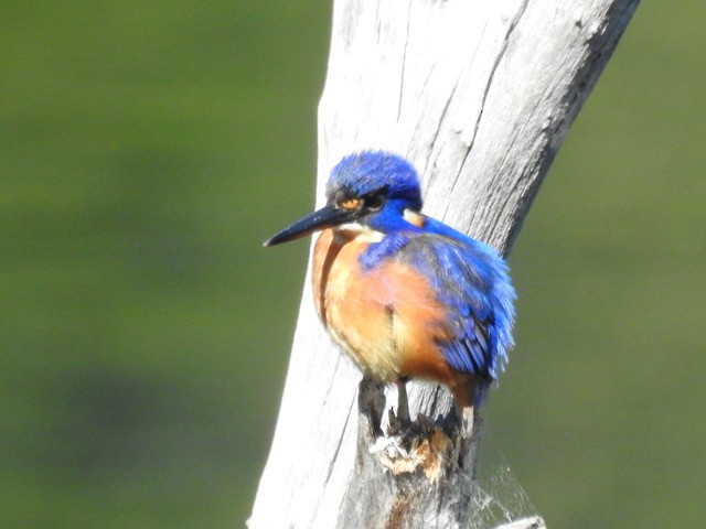 Azure Kingfisher - ML622118400