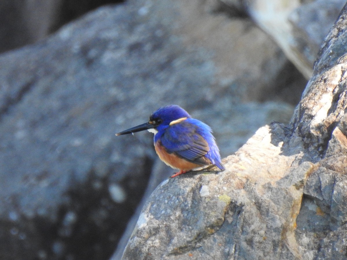 Azure Kingfisher - ML622118401